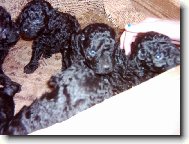 Chinese Crested Dog