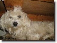 Petit Basset griffon vend�en, Petit Basset Griffon Vendeen