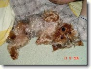 Chinese Crested Dog