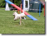 Welsh Terrier