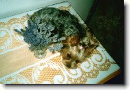 Jork��rsk� terier, Yorkshire Terrier,