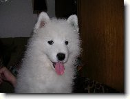 Samoyed \(Dog standard\)