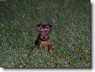 Welsh Terrier
