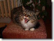 Siberian (Cat)