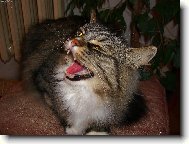Siberian (Cat)