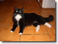 Siberian (Cat)