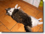 Siberian (Cat)