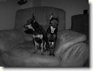 Chinese Crested Dog
