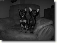 Chinese Crested Dog