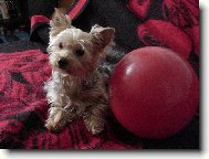 Jork��rsk� terier, Yorkshire Terrier,