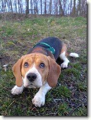 Beagle (Dog standard)