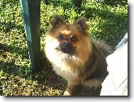 Deutscher spitz - Kleinspitz, German Spitz � Miniature Spitz