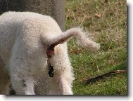 Chinese Crested Dog