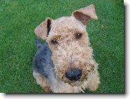 Welsh Terrier