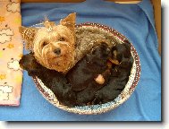 Jork��rsk� terier, Yorkshire Terrier,