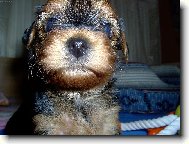 Jork��rsk� terier, Yorkshire Terrier,