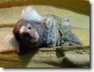 Chinese Crested Dog