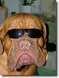 Dogue de Bordeaux
