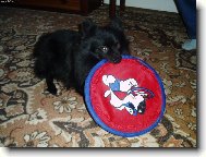 Deutscher spitz - Kleinspitz, German Spitz � Miniature Spitz