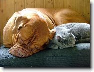 Dogue de Bordeaux