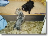 Deutscher spitz - Kleinspitz, German Spitz � Miniature Spitz