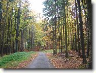 podzimn� les