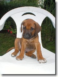 Russkaja Pegaja Gon�aja, Russian Harlequin Hound