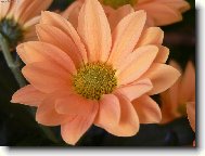 Kv�tinka