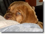 Dogue de Bordeaux (Dog standard)