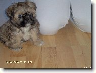 �icu, Shih-Tzu