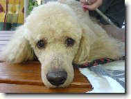 Poodle, Caniche