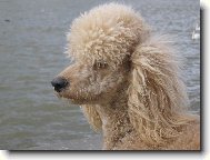 Poodle, Caniche