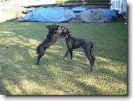 Great dane (Dog standard)