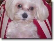 Maltese