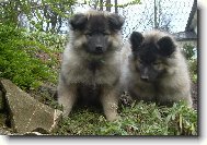 German spitz-wolfsspitz, keeshound \(Dog standard\)
