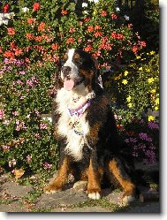 Bernese mountain dog (Dog standard)
