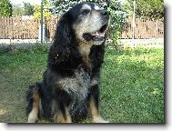 Bernese mountain dog (Dog standard)