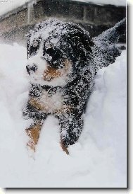 Berner Sennenhund