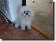 Bichon � poil fris�, Bichon Frise