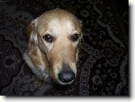 Chinese Crested Dog