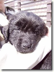 Newfoundland \(Dog standard\)