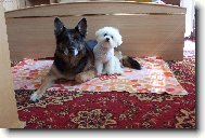 Bichon � poil fris�, Bichon Frise