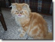 Persian cat