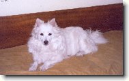 Deutscher spitz - Mittelspitz, German Spitz � Medium size Spitz