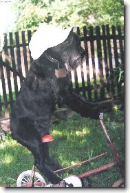 Schnauzer