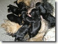 Jork��rsk� terier, Yorkshire Terrier,