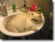 Persian cat