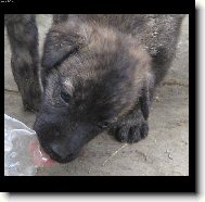 Dutch Shepherd Dog