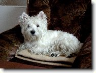Scottish terrier