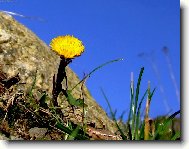 Tussilago farfara L
